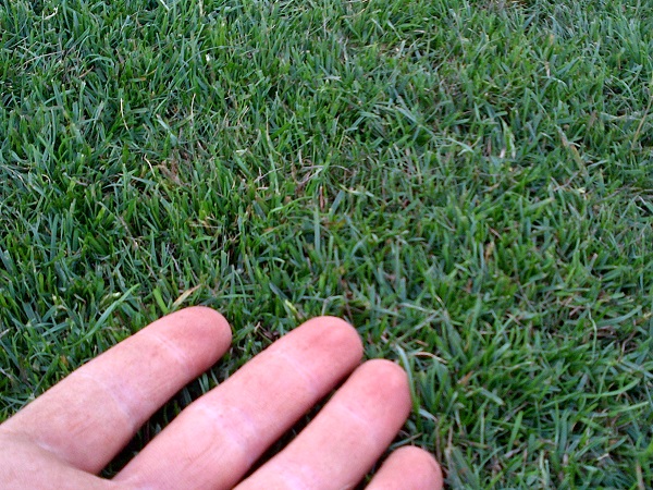 Example of turf quality quality turf